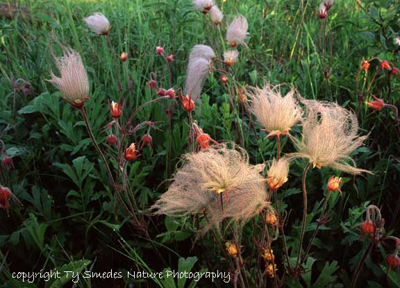 Prairie Smoke