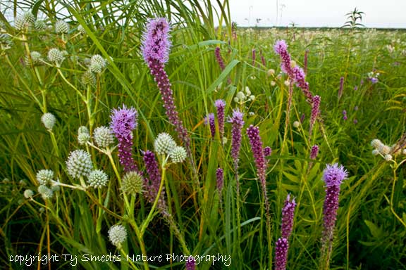 Rattlesnake Master and Blazing Star