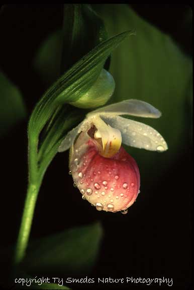 Showy Lady's Slipper
