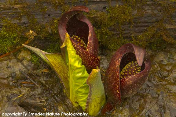 Skunk Cabbage at Hanging Bog