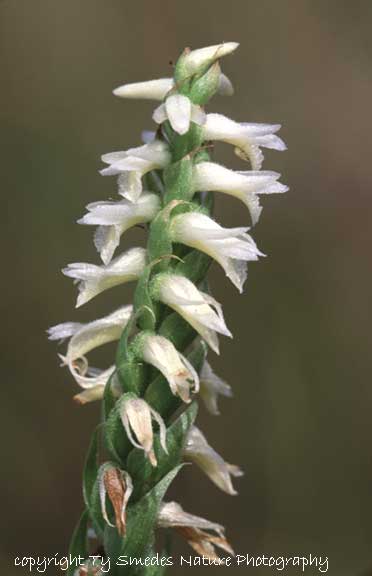 Spiranthes (Magnicamporum), central Iowa