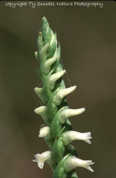 Spiranthes (Ovalis) in central Iowa
