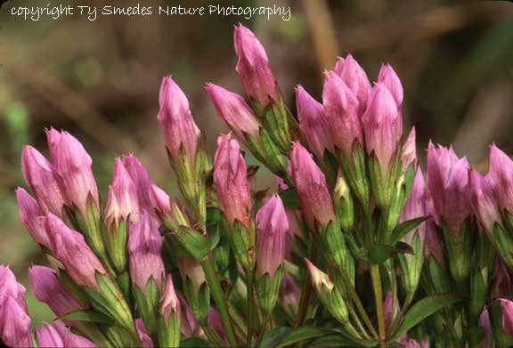 Stiff Gentian in NE Iowa
