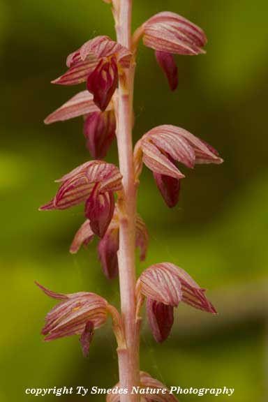 Stripped Coral Root Orchid