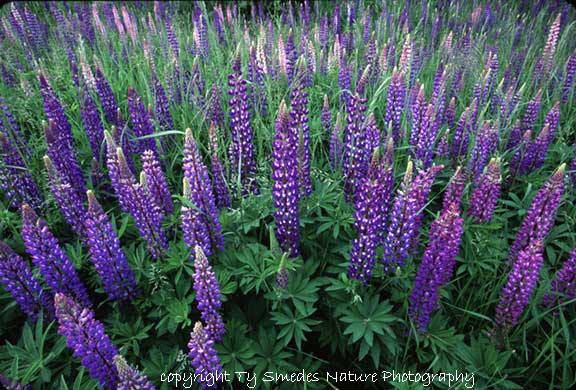 Lupine
