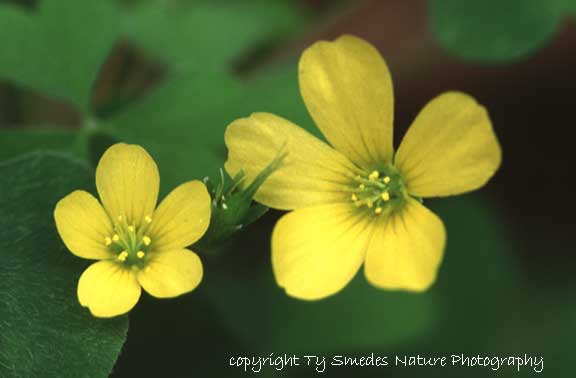 Wood Sorrel in central Iowa
