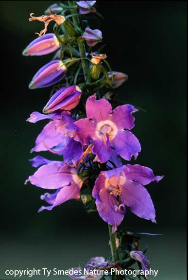 American Bellflower