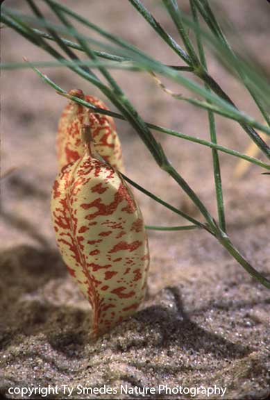 Birdsegg Vetch