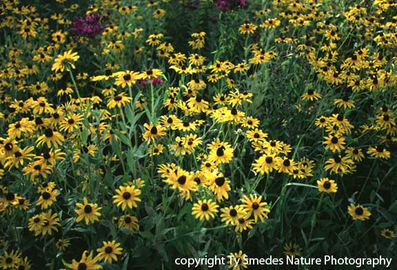 Blackeyed Susans