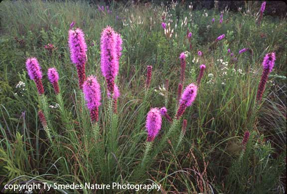 Blazing star