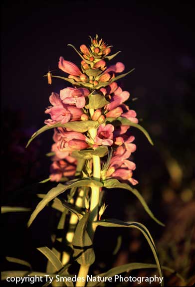 Blowout Penstemon