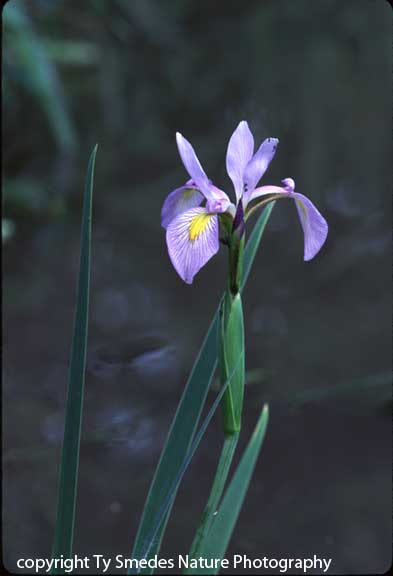Blue Flag Iris