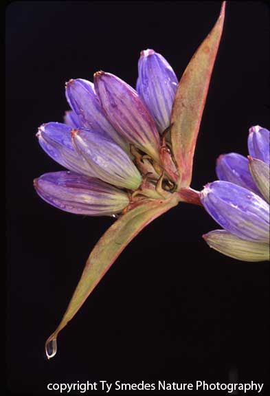 Bottle Gentian