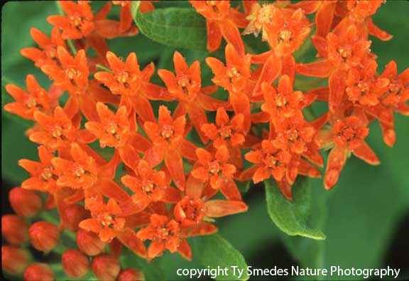 Butterfly Milkweed