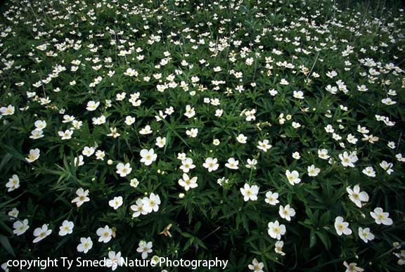 Canada Anemone