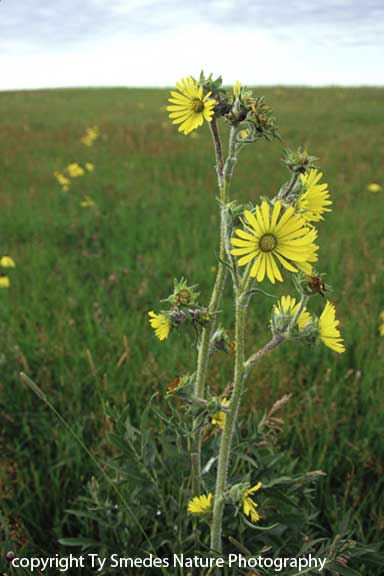 Compass Plant