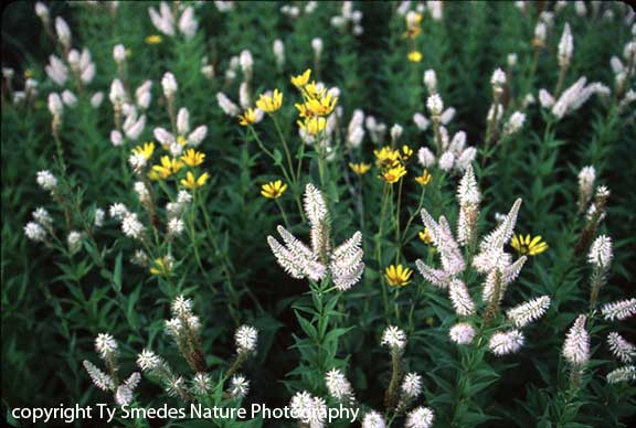 Culver's Root