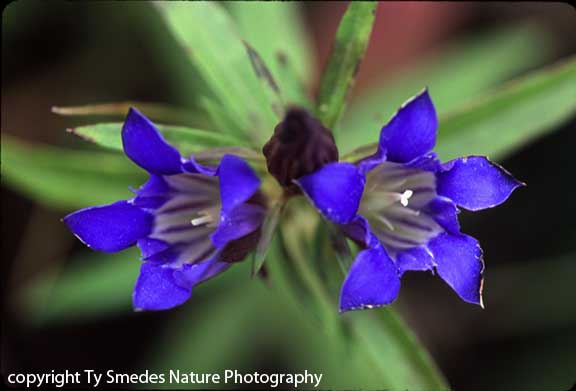 Downy Gentian