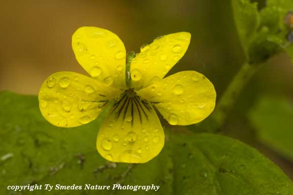 Downy Yellow Violet
