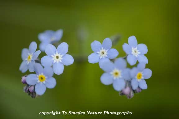 Forget Me Nots