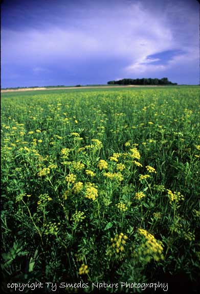 Golden Alexanders