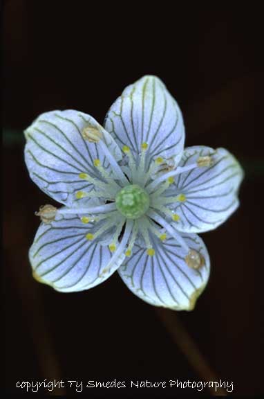 Grass of Parnassus