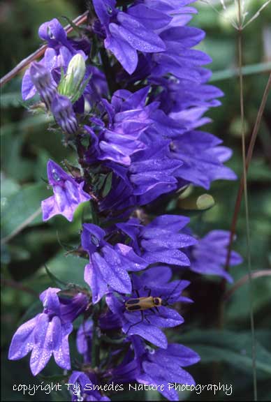 Great Blue Lobelia