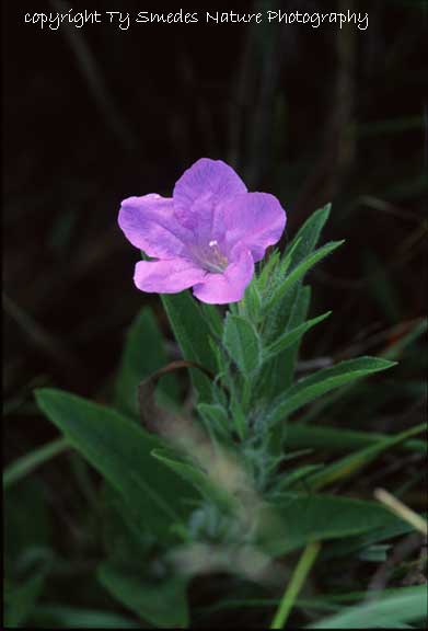 Hairy Wild Petunia
