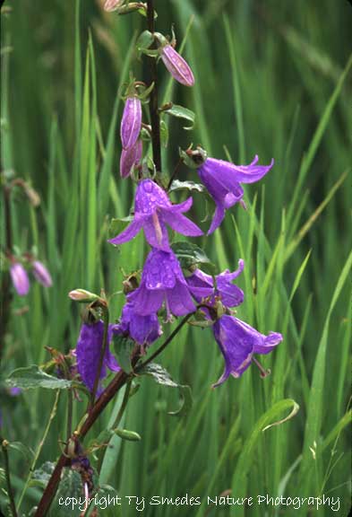 Harebell