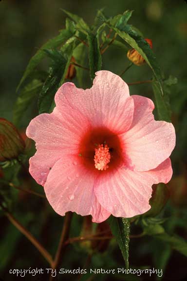 Hibiscus