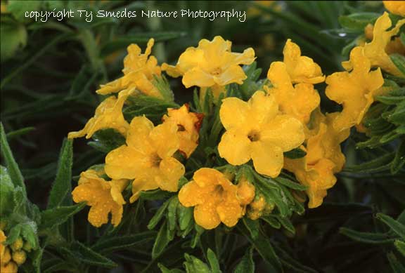 Hoary Puccoon