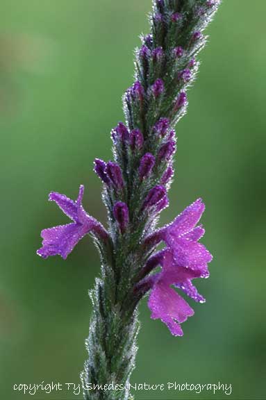 Hoary Vervain