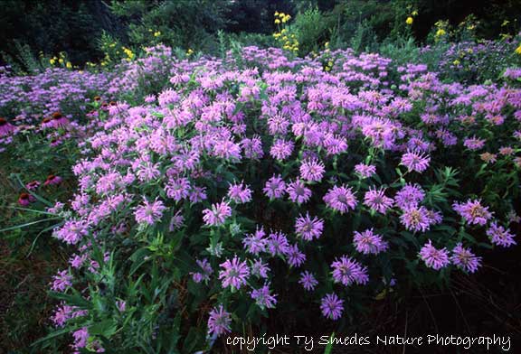 Horse Mint