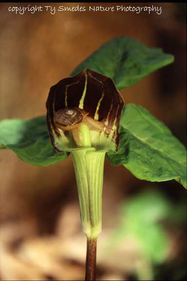 Jack In The Pulpit and snail