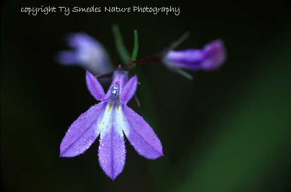 Kalm's Lobelia