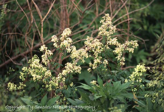 Meadow Rue