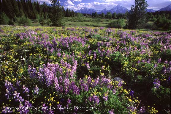 Mountain Meadow