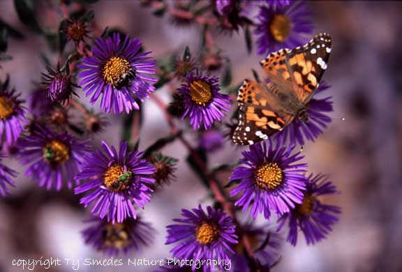 New England Aster and Painted Lady Butterfly