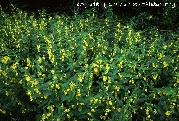 Partridge Pea