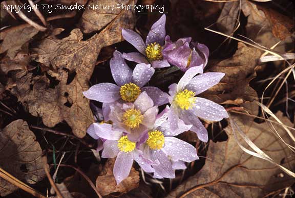 Pasque Flower