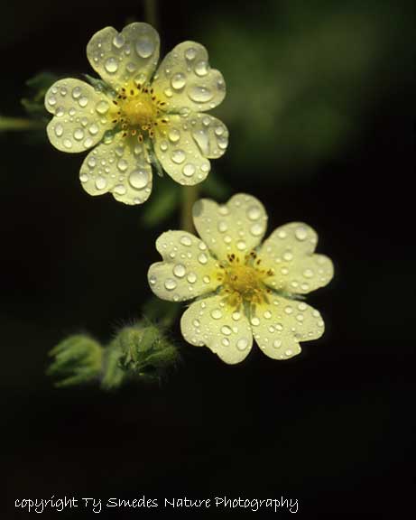 Prairie Cinquefoil