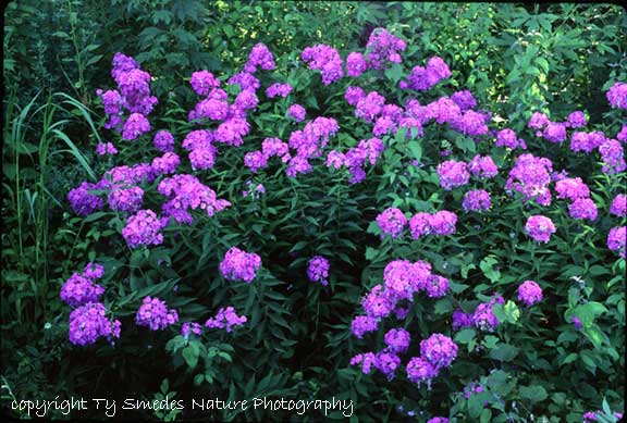 Prairie Phlox