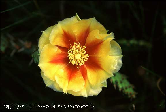 Prickley Pear Cactus