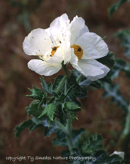 Prickly Poppy