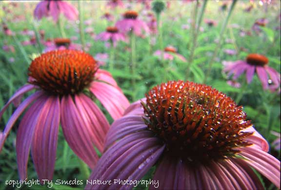 Purple Coneflower