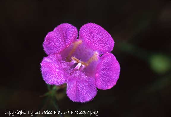 Purple Gerardia
