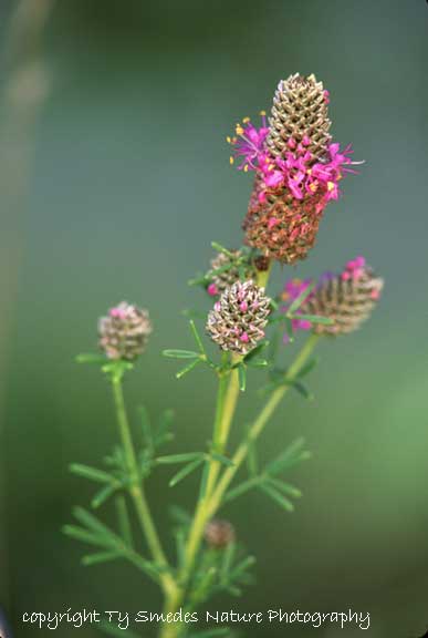Purple Prairie Clover