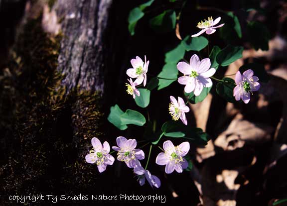 Rue Anemone