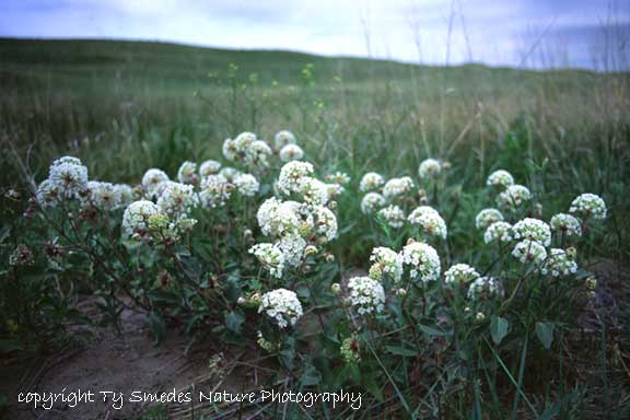 Sand Verbena