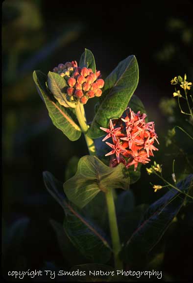 Showy Milkweed